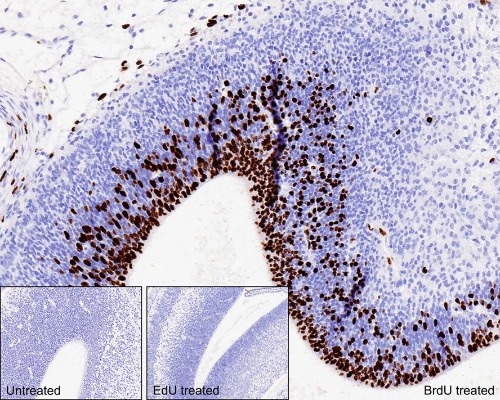 BrdU Rabbit Monoclonal Antibody(ARA849)
