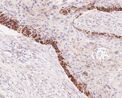 BAX Rabbit Monoclonal Antibody(ARA865)