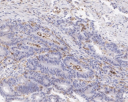CD11c Rabbit Monoclonal Antibody(ARA881)