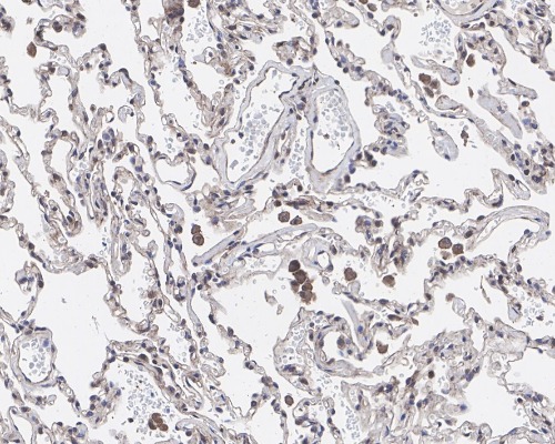 GPNMB Rabbit Monoclonal Antibody(ARA886)