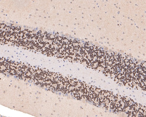 NeuroD1 Rabbit Monoclonal Antibody(ARA889)