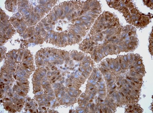 SOX17 Mouse Monoclonal Antibody(ARA897)