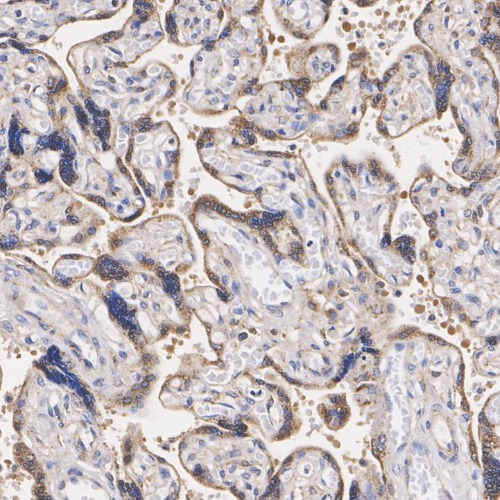 FH Rabbit Monoclonal Antibody(ARA908)