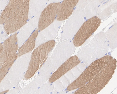 Myosin Heavy Chain Rabbit Monoclonal Antibody(ARA910)