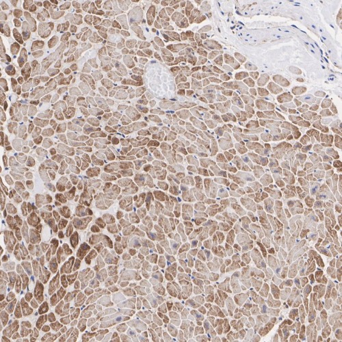 Troponin T Rabbit Monoclonal Antibody(ARA913)