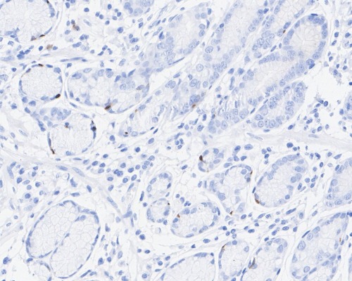 5-HT (Serotonin) Rabbit Monoclonal Antibody(ARA931)