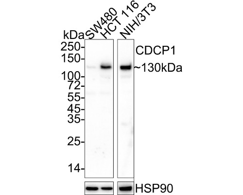 CD318 Mouse Monoclonal Antibody(ARA933)