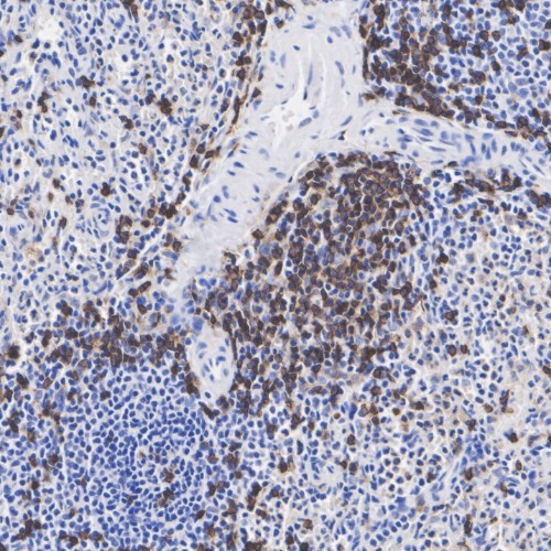 CD45RO&nbsp;Mouse&nbsp;Monoclonal&nbsp;Antibody(ARA936)&nbsp;