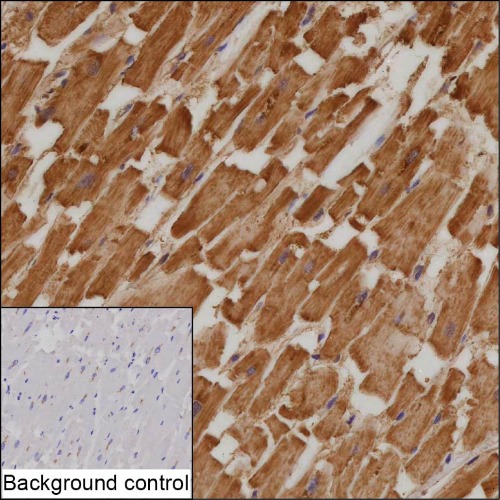 NUDT4 Mouse Monoclonal Antibody(ARA964)