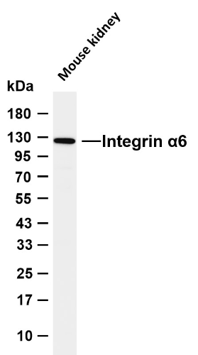 Integrin &alpha;6 (14V4)  Rabbit Monoclonal Antibody(ARA984)